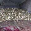 Separation of filled canned goods